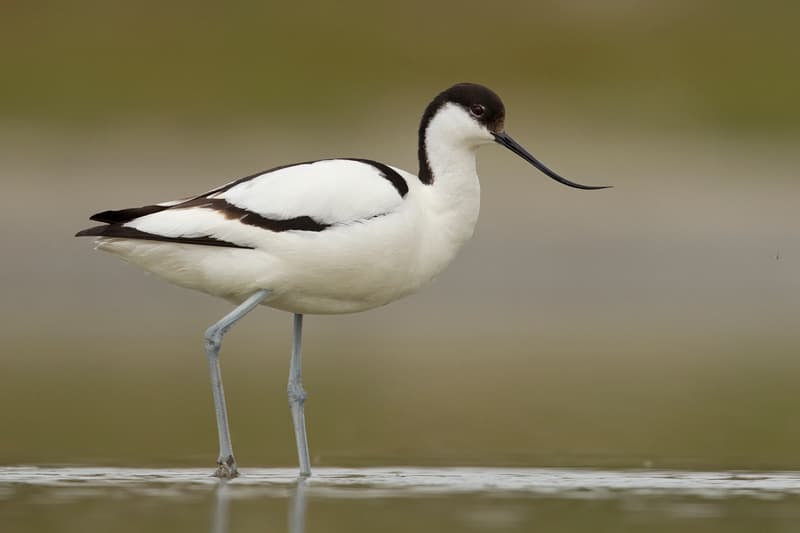 Trekvogels in de Uitkerkse Polder